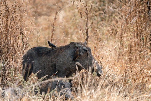 Konstfotografi Warthog Standing in Dry Grass, Tanzania Safari, East Africa