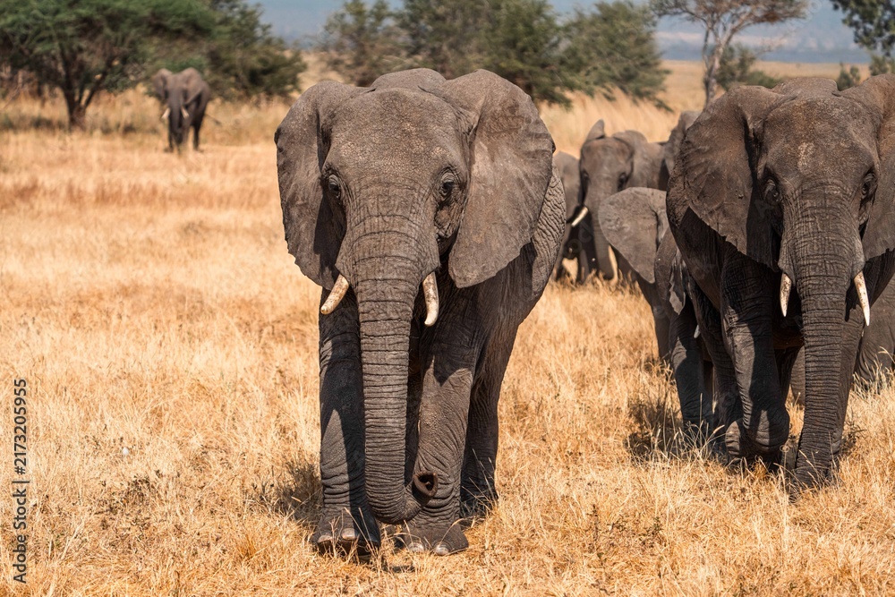 Fototapeta premium Elephant Herd Walking Across Dry Grassland, Tanzania Safari, East Africa