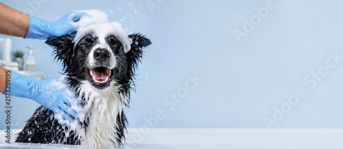 A happy, wet Border Collie being washed with soap and lather in a bright bathroom; pet hygiene, grooming, and at-home dog care. Dog in the bathtub. Advertising banner with copy space.
