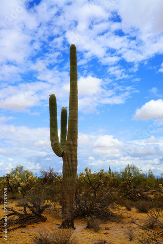 Old Saguaro Cactus Sonora desert Arizona