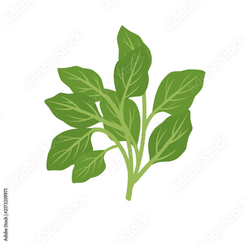 Spinach leaves vegetable illustration. Spinach leaves plant vector. Fresh spinach flat design. Healthy vegetable illustration. Vector Illustration of Fresh VegetableSpinach leaves vegetable illustrati