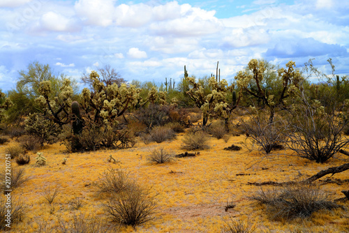 Sonoran Desert Arizona