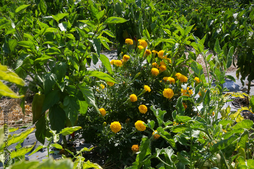Marigold flowers growing alongside plants in a vegetable garden  traditional companion planting for natural pest management and sustainable home gardening