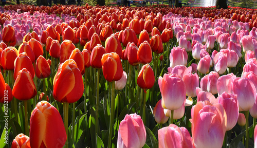 Bild auf Leinwand Tulips in bloom at the park' keukenhof, Lisse, Netherlands