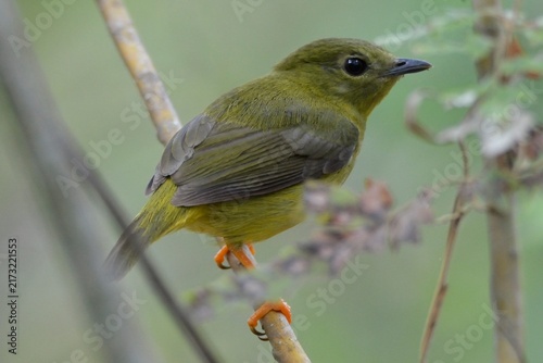 Принти на полотні Red-capped manakin female perched on a branch in Santa Catalina, Panama