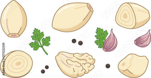 Fresh garlic and shallot vector illustration set featuring whole cloves sliced pieces parsley leaves and peppercorns on white background