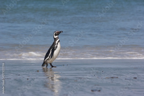 Canvas Print Magellanic penguin walking on a beach on the Falkland Islands