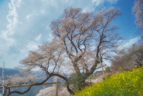 高知　ひょうたん桜公園の風景