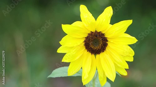 magnificent sunflower with raindrops blowing in the wind, ripe sunflower in full bloom and bright yellow petals, blooming sunflower, large yellow flower with seeds, Helianthus annuus
