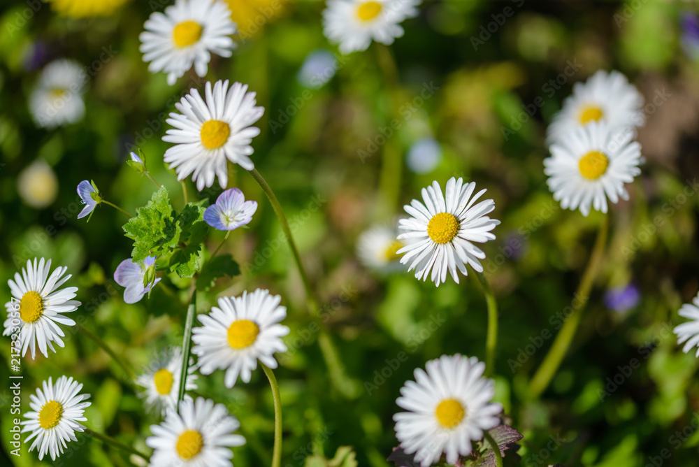Obraz premium Pâquerettes blanches en fleur dans une pelouse printanière