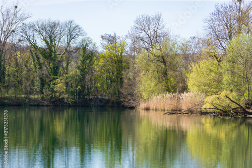 Reflets des arbres et forêt riveraine dans les eaux calmes d'un étang en Moselle