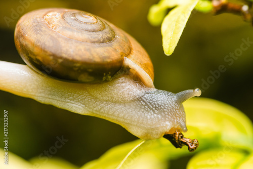 Canvas Print Snail crawling on green leaf slowly exploring environment