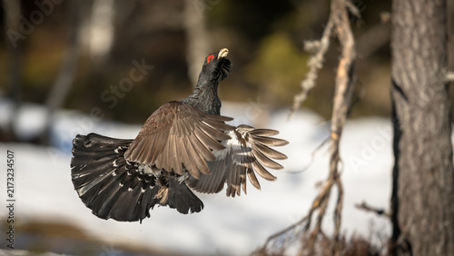 Male Western Capercaillie Flying Over Snow