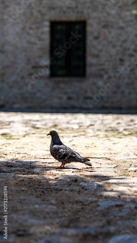Canvas Print Pigeon on a Sunlit Cobblestone Street