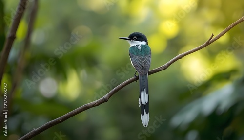 Beautiful tropical bird with a long tail perched on a slender tree branch surrounded by a lush green forest with soft bokeh background and natural sunlight.