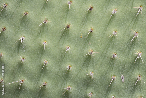 Fotografie Green cactus surface showing sharp spines texture
