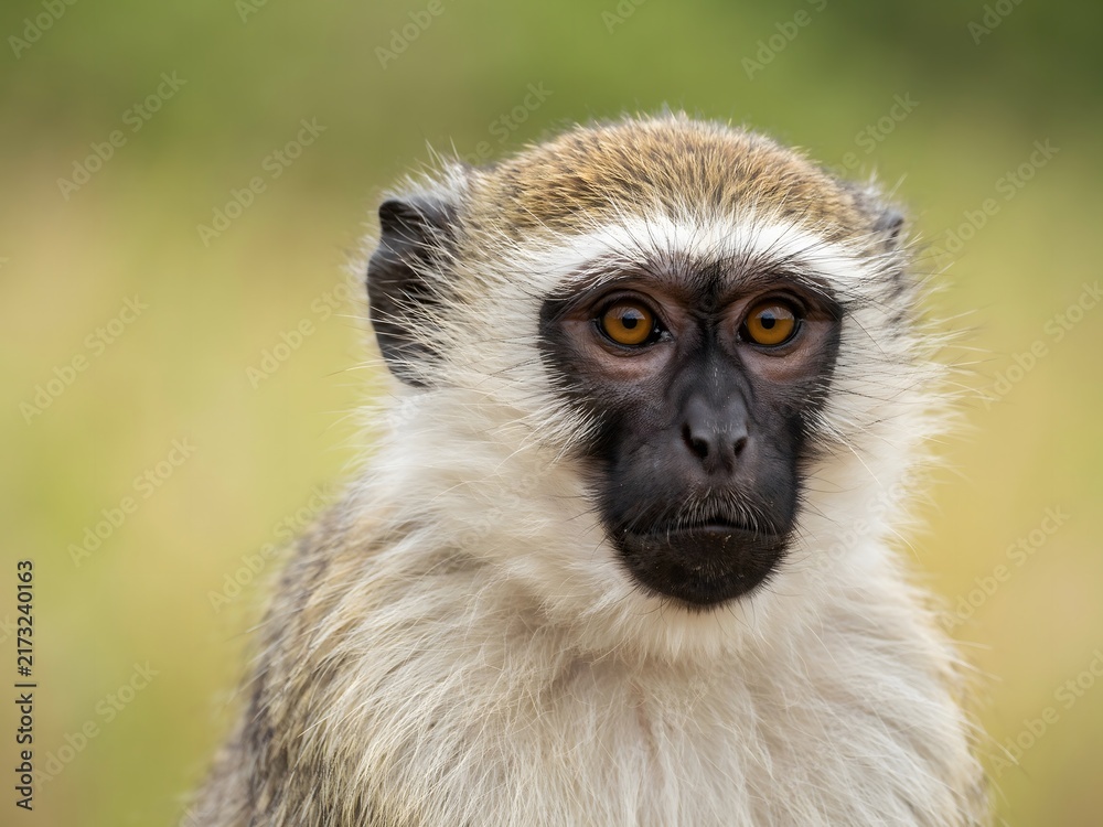 Obraz premium Close-up of a Lemur with Bright Eyes in Natural Habitat