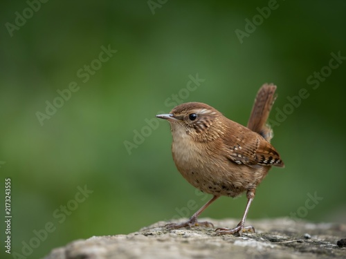 Close-up of a small brown bird perched on a rock in nature