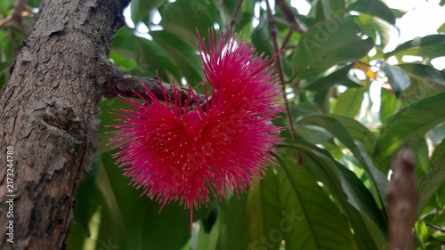 Close-up macro photography of vibrant pink or red pom-pom like flowers of the Malay apple or jambu bol tree, with green leaves.

