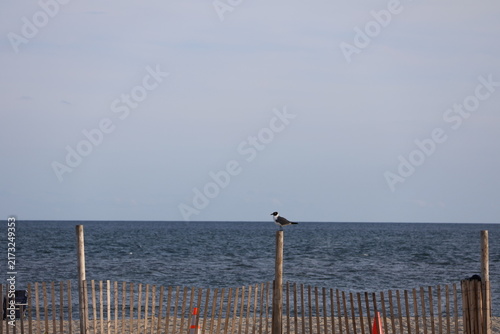 Obraz na plátně A lone seagull rests on the top of a wooden fence on the beach head overlooking the sea in the evening sun