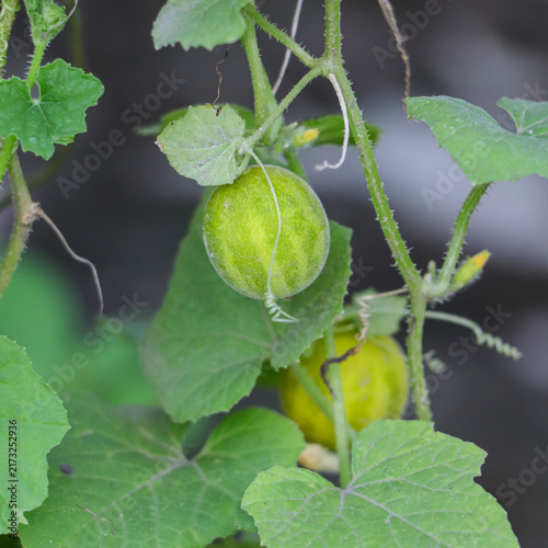 Fotografie Growing green Cucumis melo melon fruit hanging on a fuzzy stem among green garden leaves in natural daylight