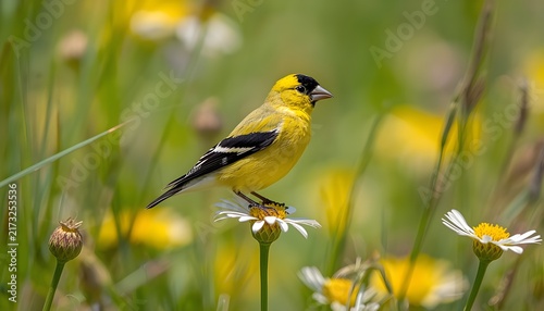 Bright yellow American goldfinch perched on a delicate wildflower surrounded by blooming daisies and lush green meadow vegetation in warm natural sunlight.