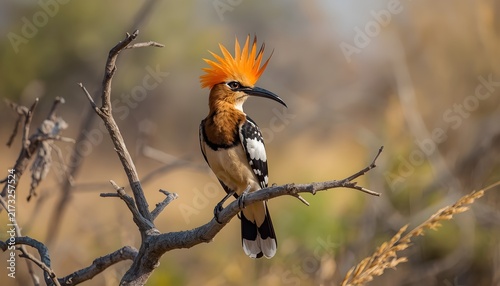 Colorful hoopoe bird with a distinctive orange crest and long curved beak perched on a dry tree branch in a natural woodland habitat, photographed with a softly blurred background.