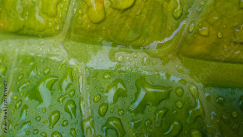 Water Droplets on Green Leaf Macro Natural Texture
