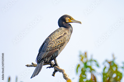 Great cormorant perched on a branch against a pale blue sky