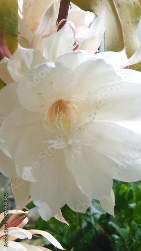 blooming queen of the night flower, white epiphyllum oxypetalum with pure white petals and stamen in the garden