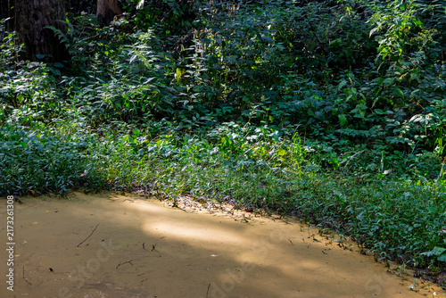 Bild auf Leinwand Lush green wild vegetation hugs the murky swampy pond bank with dense foliage an