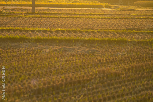 Harvested rice paddies glowing in warm golden evening light in the countryside