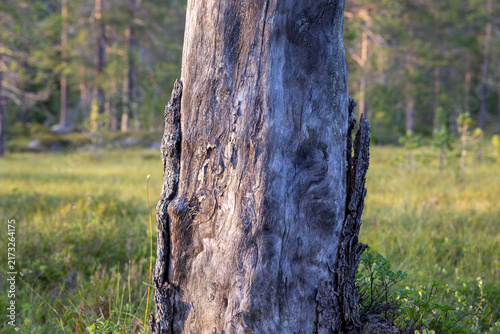 Dead Scots Pine in Trillemarka-Rollagsfjell Nature Reserve