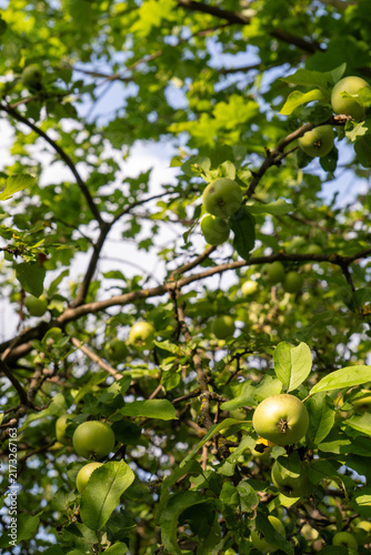 фотографія Green apples ripening on a tree branch under summer midday sun with dappled leaf