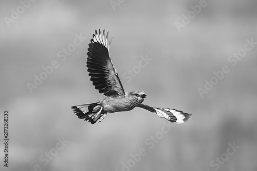 Obraz na płótnie Mono Indian roller with catchlight spreading wings