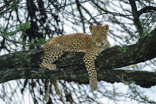 Leopard cub lies dangling paw over branch