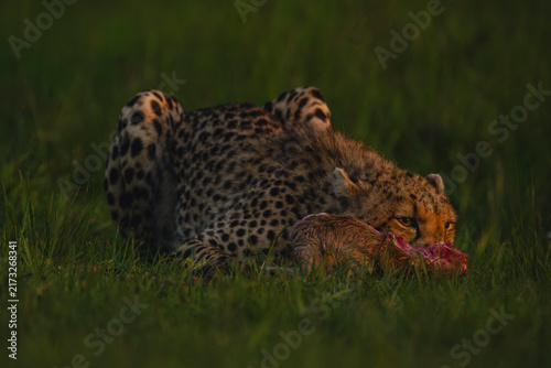 Obraz na płótnie Female cheetah with catchlight lies eating carcase