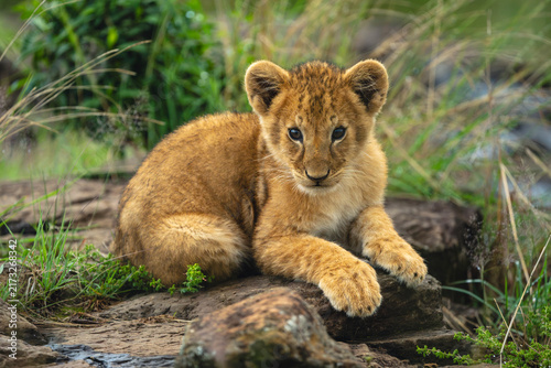 Lion cub lies watching camera from rock