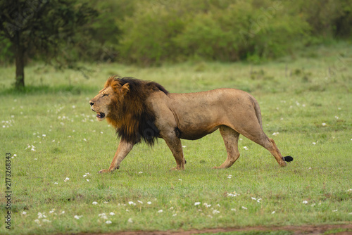 Male lion crosses short grass past tree