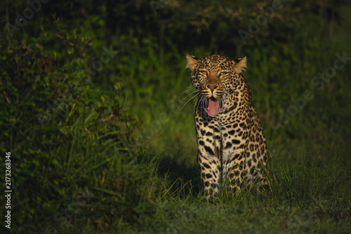 Female leopard cub sits yawning beside bush