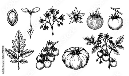 SEO Title:
Vintage Tomato Plant Flower Fruit Botanical Hand Drawn Sketch Vector