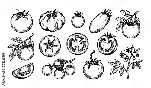 SEO Title:
Hand Drawn Tomato Sketch Whole Sliced and Botanical Vector Illustration Set