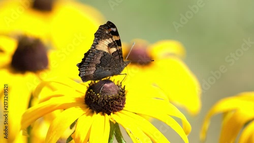 A small tortoiseshell butterfly feeding on a bright yellow flower in slow motion, with delicate wing movements and a soft green natural background.