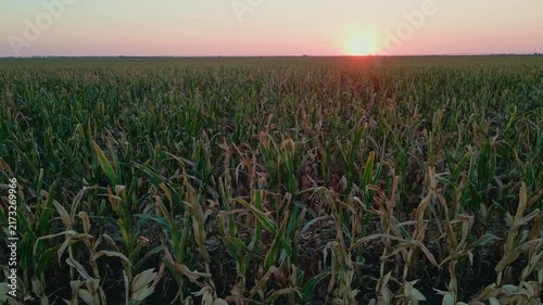 Sunset Over a Large Cornfield and Farmland