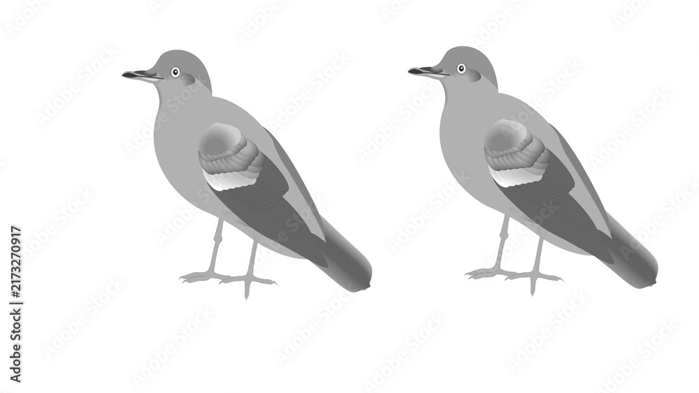 Obraz premium Grey dove bird pair standing vector illustration