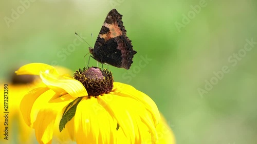 A small tortoiseshell butterfly feeding on a bright yellow flower in slow motion, with delicate wing movements and a soft green natural background.