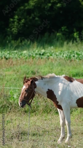 Vertical video of a beautiful pinto foal standing on a green pasture with its mane blowing in the wind in slow motion