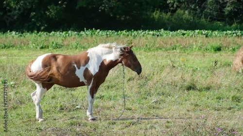 Beautiful pinto horse shaking its mane and tail in slow motion on a green summer pasture