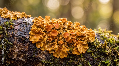 Golden Lichen Growing on Wet Tree Bark in Forest