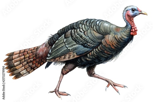 turkey vulture isolated on white background